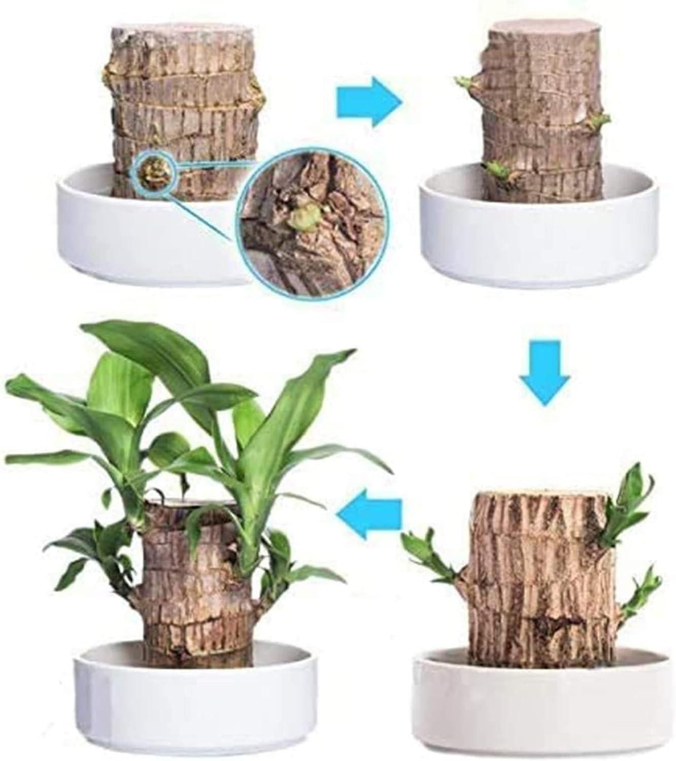 Mini Brazilian Lucky Wood Plant Decorations