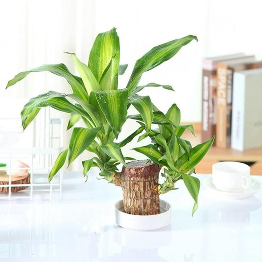 Mini Brazilian Lucky Wood Plant Decorations